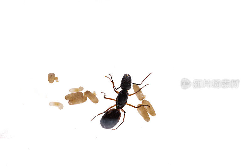 Camponotus sanctus 蚁后与蛹